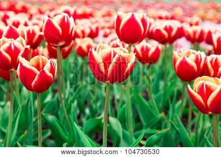 Tulip. Beautiful Bouquet Of Tulips. Colorful Tulips. Tulips In Spring,colourful Tulip