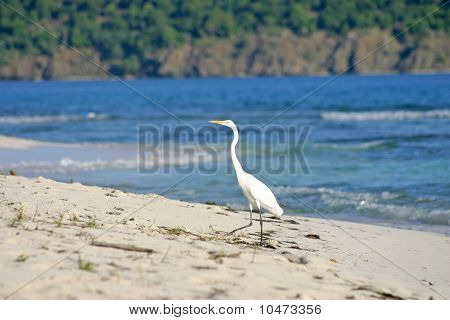 pássaro Garça branca na praia