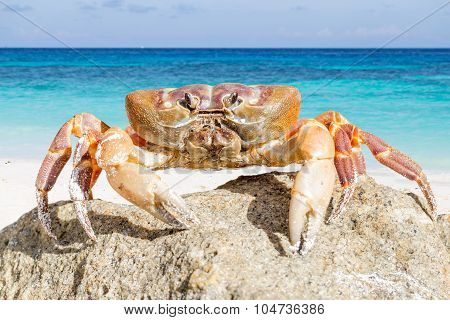 Crab On White Background, Tachai Island, Thailand