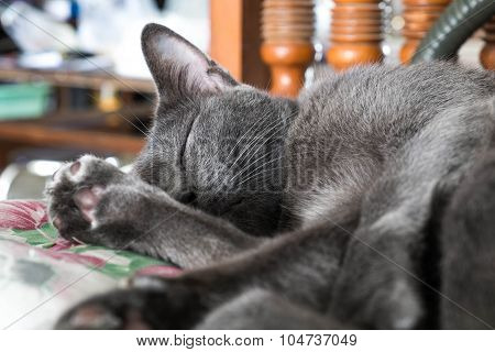 Close up grey cat sleeping, selective focus