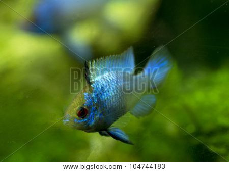 Microgeophagus Ramirezi Electric Blue