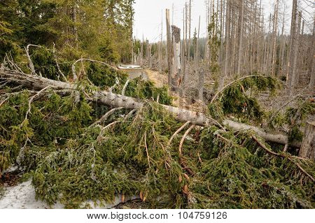Broken Trees