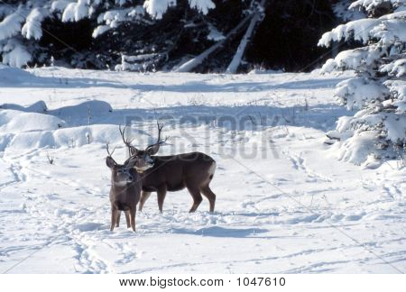 Mule Deer In Snow Odocoileus Hemionus 2
