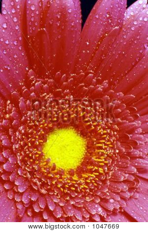 Pink Gerbera Daisy Closeup