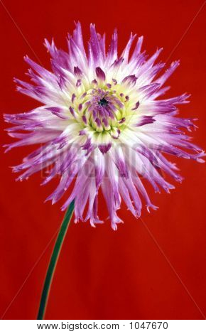 Purple And White Dahlia On Red Background