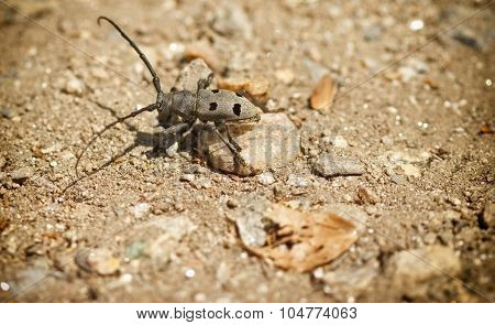 Bug beetle on sandy ground