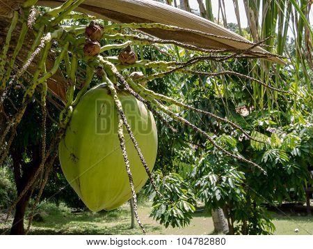 Coconut