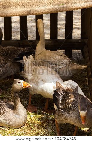 Ducks