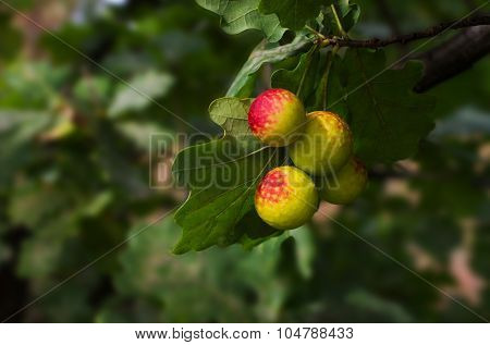 Growths On The Leaves Of Oak, Oak Apple Galls