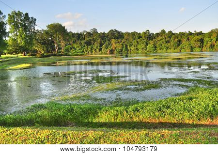 Macritchie Reservoir with plants on the water