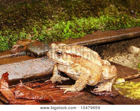 Rana gorda