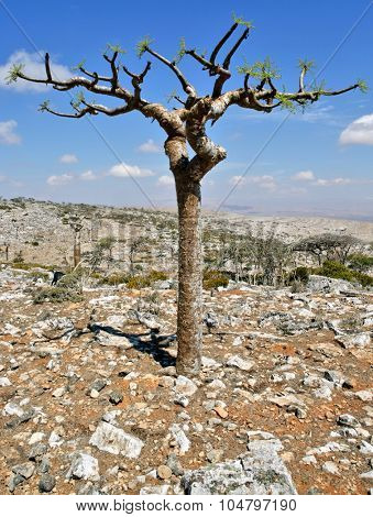 Boswellia - frankincense tree - Socotra island
