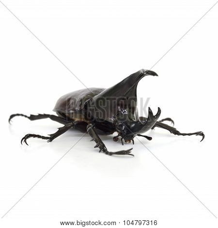 Beetle Wing Is Also Known As Hard Or That Xylotrupes Gideon