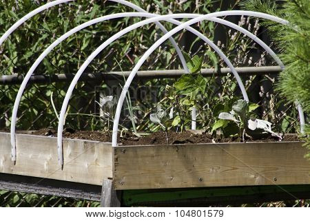 Raised Garden