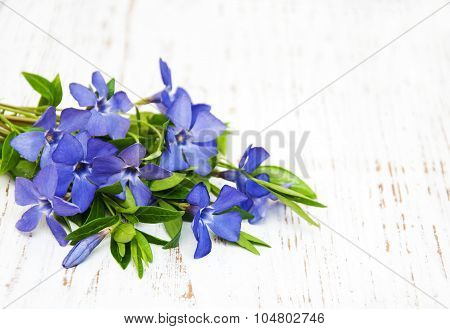 Perwinkle