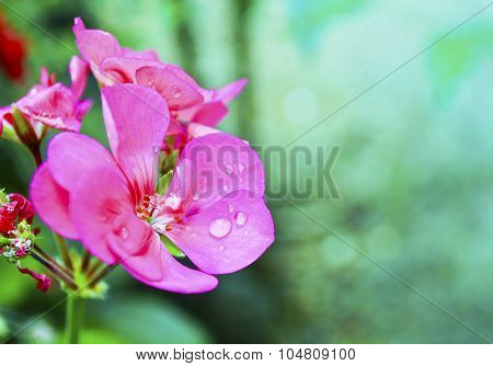 wet geranium flower