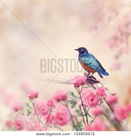 Superb Starling Perches in the Rose Garden