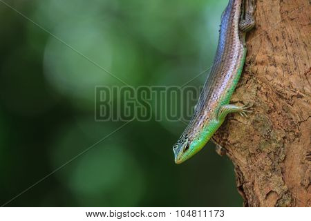 Olive Tree Skink