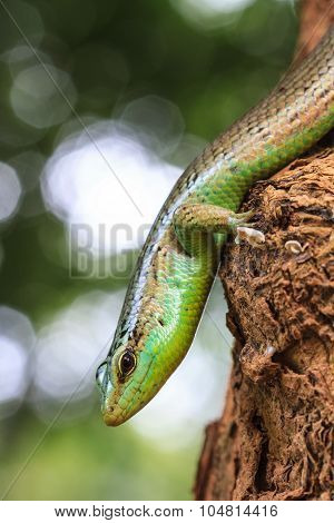 Olive Tree Skink