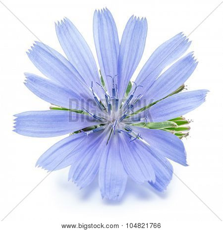 Cichorium intybus - common chicory flowers isolated on the white background.