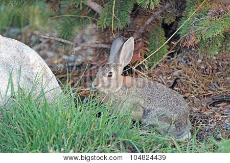Rabbit