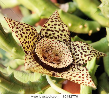 Virág Stapelia a zöld levelek (stapelia)