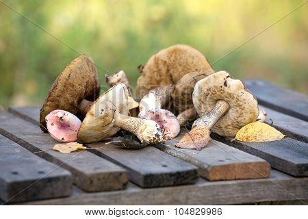 Edible mushrooms on a wooden table