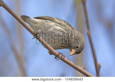 Small Female Ground Finch