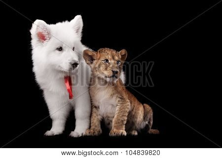 Little lion cub and puppy white Swiss Shepherd