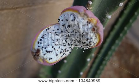 Cactus Fruit with Seeds