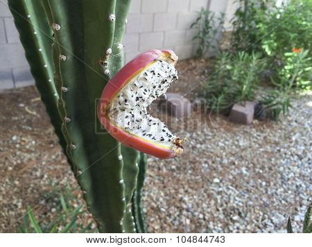 Cactus Fruit With Seeds