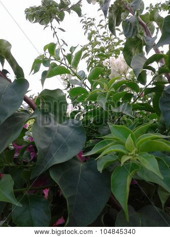 Leaves