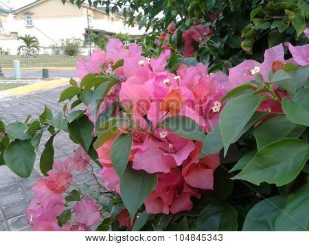 Pink flower