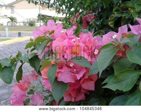 Bougainvillea