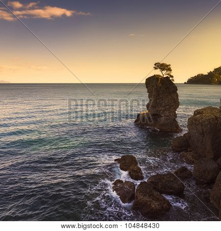 Portofino Park. Pine Tree Rock Cliff On Sunset. Ligury, Italy