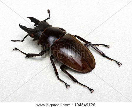 Stag beetle isolated on background