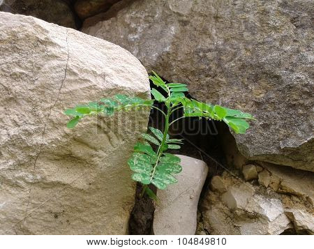 Small plant