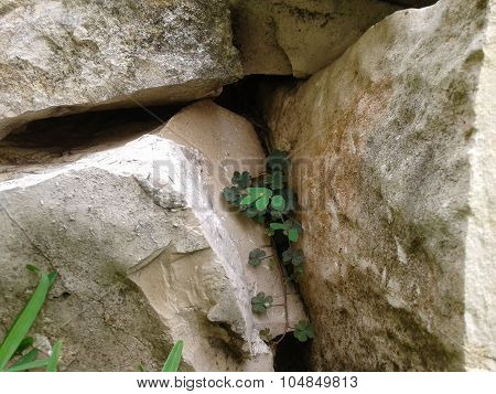 Plant and rocks