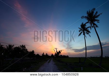 Silhouette of coconut trees during beautiful sunset