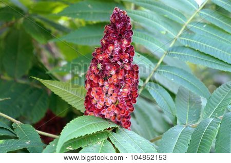 Shield Bugs on a Staghorn Sumac
