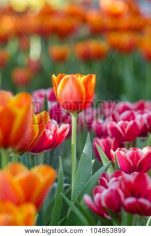 Blooming Spring Flowers Tulips In The Sunlight