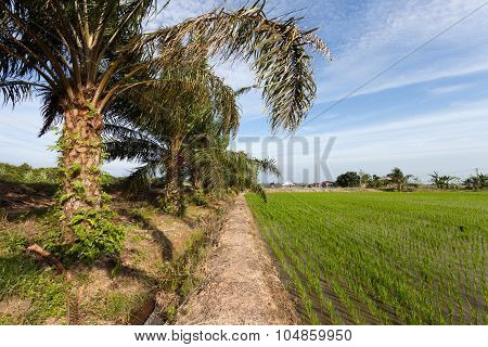 Palm trees by the Paddy Field at Sekinchan, Selangor