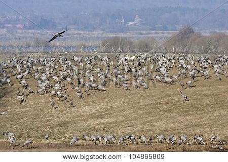 View of cranes in bird migration.