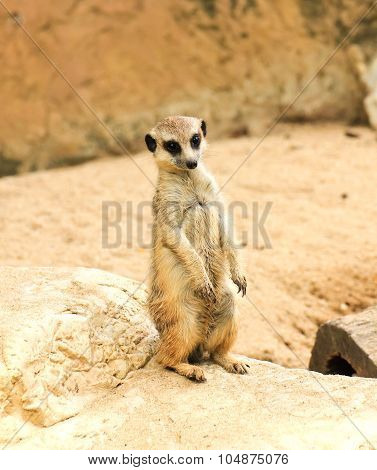 Meerkat In The Zoo