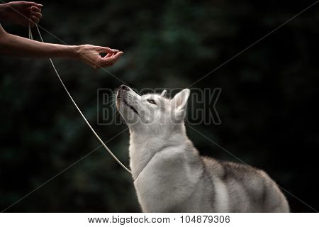 Beautiful Siberian Husky dog like a wolf
