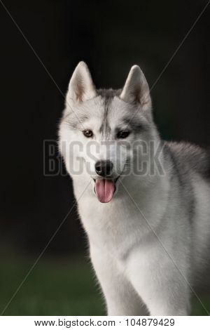 Beautiful Siberian Husky dog like a wolf