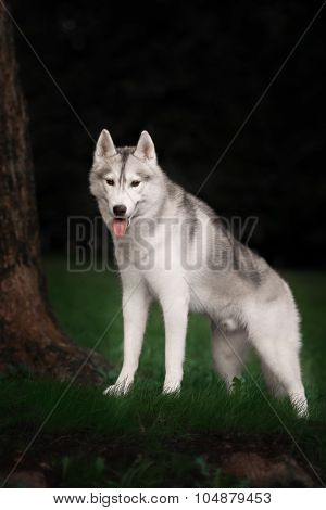 Beautiful Siberian Husky dog like a wolf