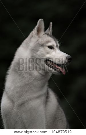 Beautiful Siberian Husky dog like a wolf