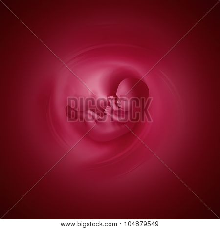 Embryo