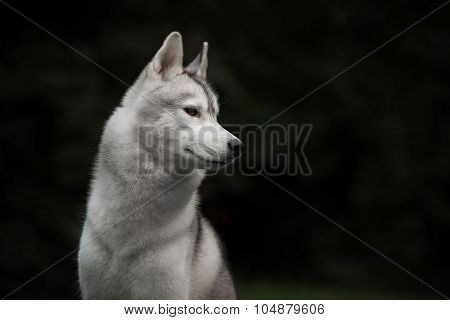 Beautiful Siberian Husky dog like a wolf
